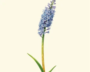 Hyacinth