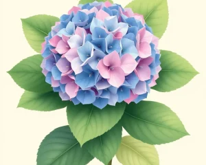 Hydrangea