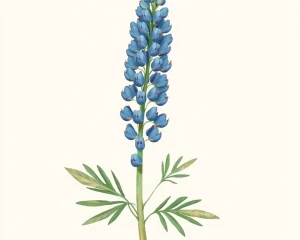 Lupine