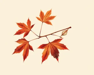 Maple tree