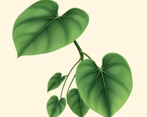 Philodendron
