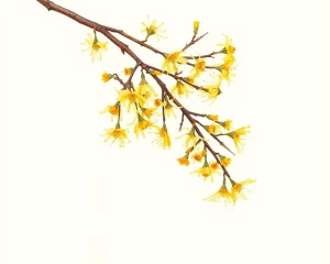 Witch hazel